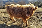 94 Mucche scozzesi (Highlander) all'Agiturismo Prati Parini